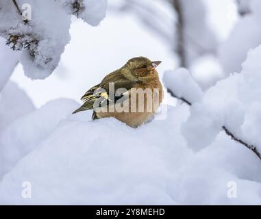 Nahaufnahme eines männlichen Buchbeins, der auf einem schneebedeckten Baum sitzt Stockfoto