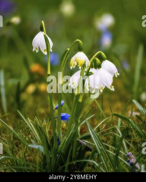 Schöne Snwoflake Frühlingsblumen blühen Stockfoto