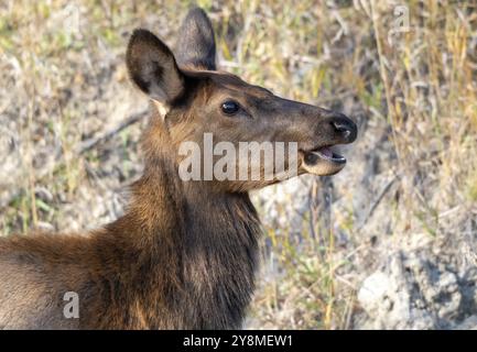 Wild Elk Nahaufnahme Northern Saskatchewan weiblich Stockfoto