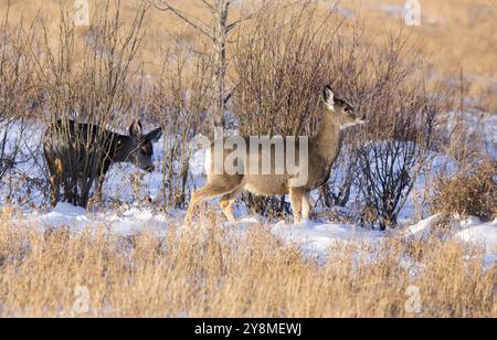 Rehe im Winter in Saskatchewan Kanada scenic Stockfoto