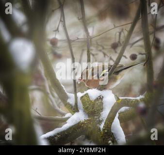 Nahaufnahme eines männlichen Keuschels, der in einem schneebedeckten Apfelbaum sitzt Stockfoto