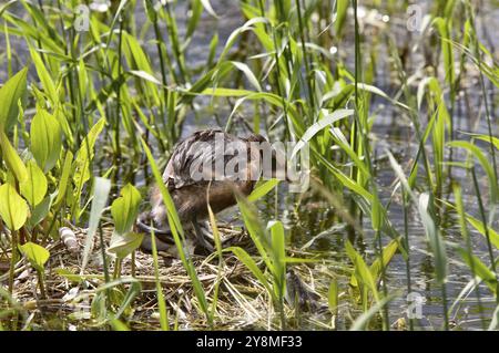 Gehörnte Grebe und Babys in Saskatchewan, Kanada Stockfoto