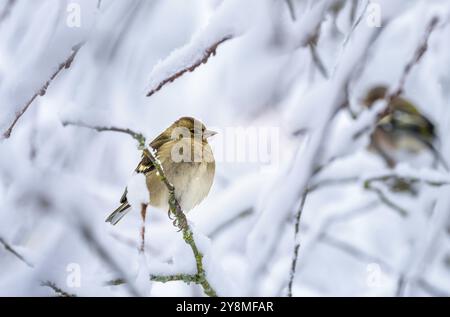 Nahaufnahme eines weiblichen Buchbeins, der auf einem schneebedeckten Baum sitzt Stockfoto