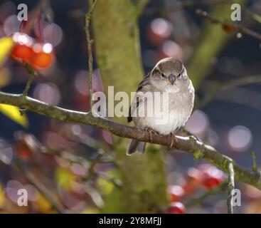 Nahaufnahme eines weiblichen Buchbeins, der auf einem Apfelbaum sitzt Stockfoto