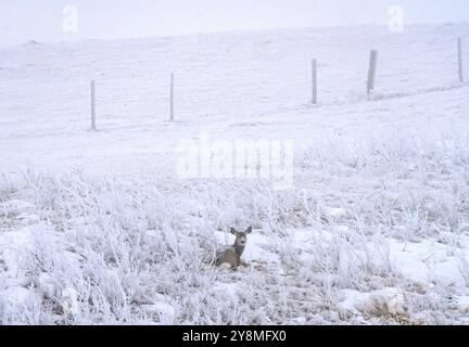 Hirsche im Winter in Saskatchewan, Kanada, ländliche Szene Stockfoto