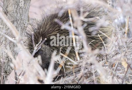 Porcupine Saskatchewan Canada in der Winterprärie-Szene Stockfoto