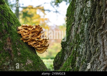 Nahaufnahme eines Baumpilzes auf einer riesigen Eiche Stockfoto