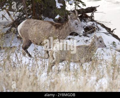 Rocky Mountain Ram Big Horn Sheep Kananaskis Alberta Winter Stockfoto