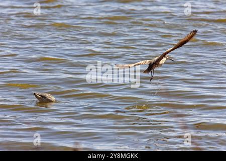 Marmorierte Godwit im Wasser Nord-Saskatchewan Kanada Stockfoto