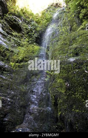 Wasserfall Picton Neuseeland üppigen Regenwald Stockfoto