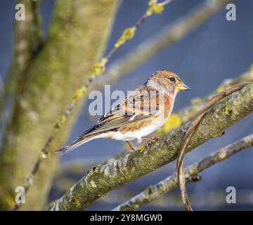 Nahaufnahme eines bröckelnden Vogels, der auf einem Baum sitzt Stockfoto