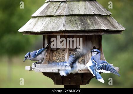 Blue Jay am Anleger in Ontario Kanada Stockfoto