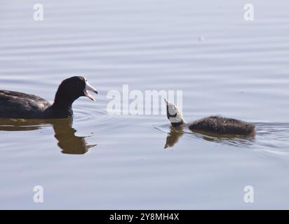 Coot Waterhen Babys im Teich in Saskatchewan Kanada Stockfoto