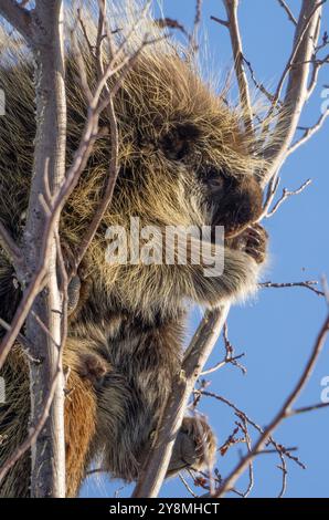 Stachelschweine aus nächster Nähe in den Saskatchewan Prairies Stockfoto