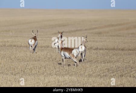 Prairie Pronghorn Antilope im Frühjahr Saskatcherwan Kanada Stockfoto