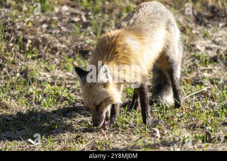 Rotfuchs jagt Kanada in Nord-Saskatchewan Stockfoto