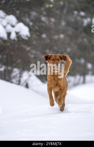 Golden Retreiver Winter in Saskatchewan Kanada Rot Stockfoto