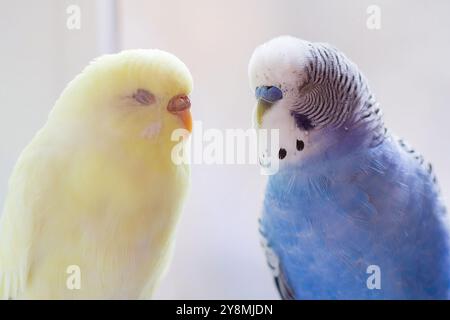 Blaue und gelbe Kumpel und Vogel Nahaufnahme. Vogel Stockfoto