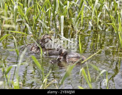 Gehörnte Grebe und Babys in Saskatchewan, Kanada Stockfoto