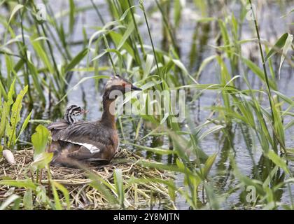 Gehörnte Grebe und Babys in Saskatchewan, Kanada Stockfoto