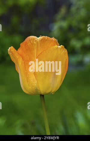 Eine gelbe, nasse Tulpenblüte Stockfoto