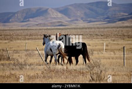 Badlands Kanada Saskatchewan Big Muddy Pferde auf der Weide Stockfoto