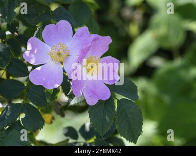 Blüte eines rosa, schweißenden Rosenblumenbusches Stockfoto