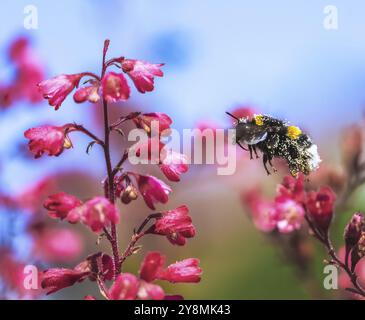 Makro einer nördlichen Weißschwanzhummel, die zu einer roten blüte der heuchera fliegt Stockfoto