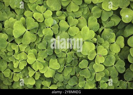 Blätter von Sauerampfer (Oxalis acetosella) Stockfoto
