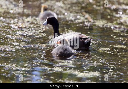 Baby Coot Waterhen in Saskatchewan Kanada Teich Stockfoto