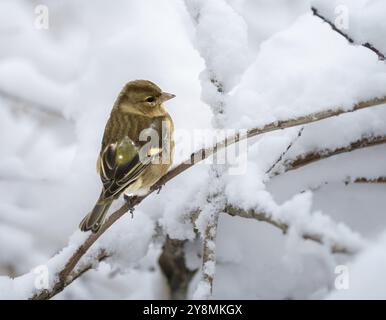 Nahaufnahme eines weiblichen Buchbeins, der auf einem schneebedeckten Baum sitzt Stockfoto