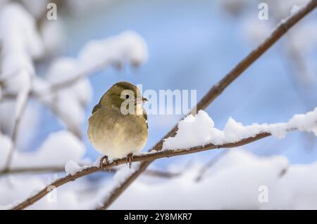Nahaufnahme eines weiblichen Buchbeins, der auf einem schneebedeckten Baum sitzt Stockfoto