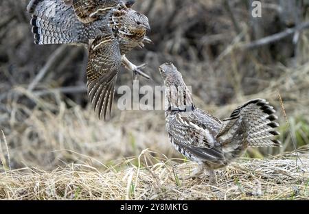 Ruffed Grouse Saskatchewan in Lek Paarung Tanz Ritual Stockfoto