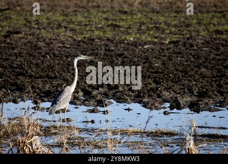 Blue Heron Saskatchewan Grasland Sumpf Kanada landschaftliche Stockfoto