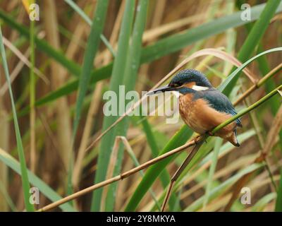 Dieser junge eisvogel entschied sich, auf einem Schilf zu steigen, um das Wasser nach Beute zu sehen. Stockfoto