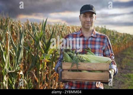Kaukasischer Arbeiter im mittleren Alter hält eine Holzkiste mit Maiskolben in seinen Armen. Schwerpunkt auf Cobs Stockfoto