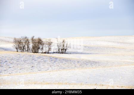 Prairie Landschaft im Winter Saskatchewan Kanada ländlichen Stockfoto