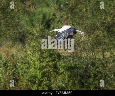 Weißstorch (Ciconia ciconia), der an Bäumen entlang fliegt Stockfoto