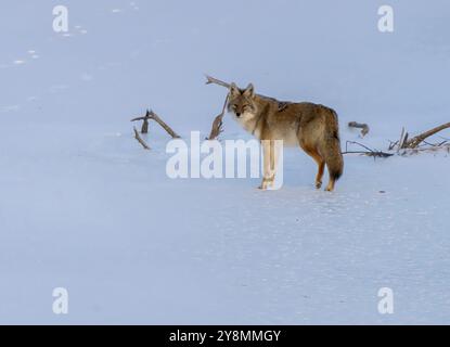 Wild Coyote Prairies Canada Saskatchewan auf der Jagd Stockfoto