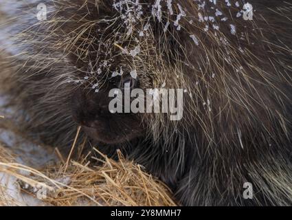 Porcupine Saskatchewan Canada in der Winterprärie-Szene Stockfoto