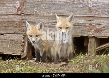 Fox-Kits beim Spielen in der Nähe von Höhle in Saskatchewan Stockfoto