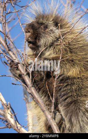 Stachelschweine aus nächster Nähe in den Saskatchewan Prairies Stockfoto