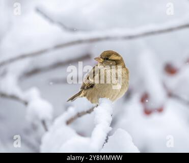 Nahaufnahme eines weiblichen Buchbeins, der auf einem schneebedeckten Baum sitzt Stockfoto