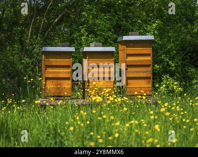 Imkerei mit Holzbienen auf einer gelb blühenden Wiese Stockfoto