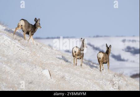 Hirsche im Winter in Saskatchewan, Kanada, ländliche Szene Stockfoto