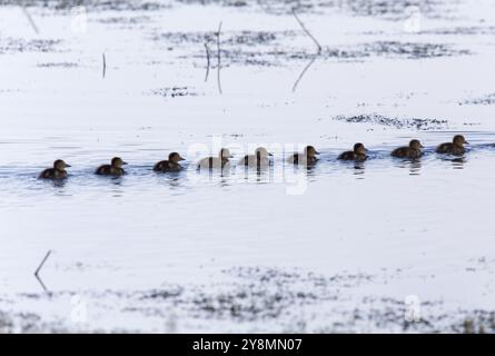 Baby-Enten in Saskrtchewan Kanada Feuchtgebieten wild Stockfoto