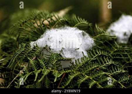 Web Spinnenseide in Nordinsel Neuseeland Stockfoto