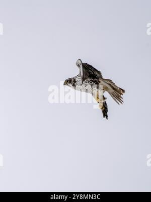 Wanderfalke im Flug Winter Saskatchewan Kanada Stockfoto