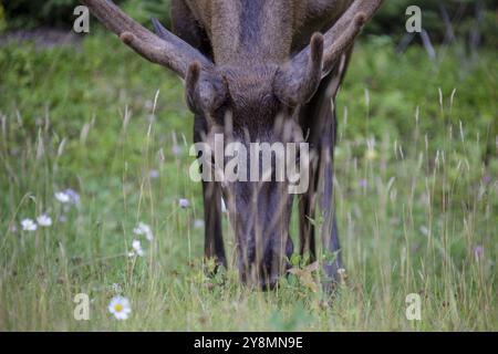 Wilde Elche Kanada Prince Albert Park Saskatchewan Stockfoto