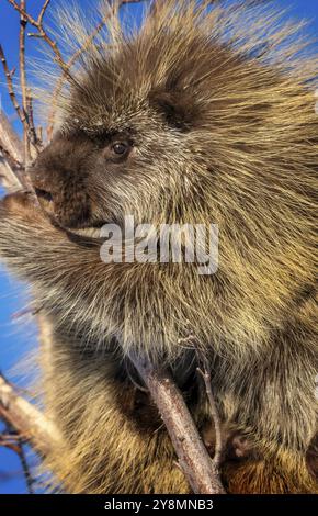 Stachelschweine aus nächster Nähe in den Saskatchewan Prairies Stockfoto